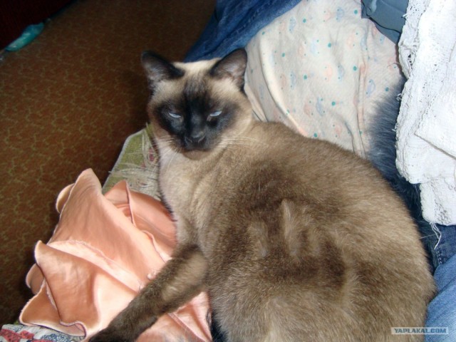 Котовторник 27.12.11