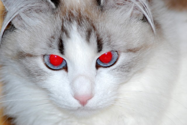 Котовторник (10.01.2012)