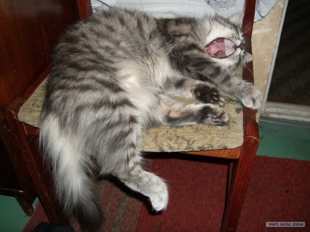 КОТОВТОРНИК (6.03.2012)