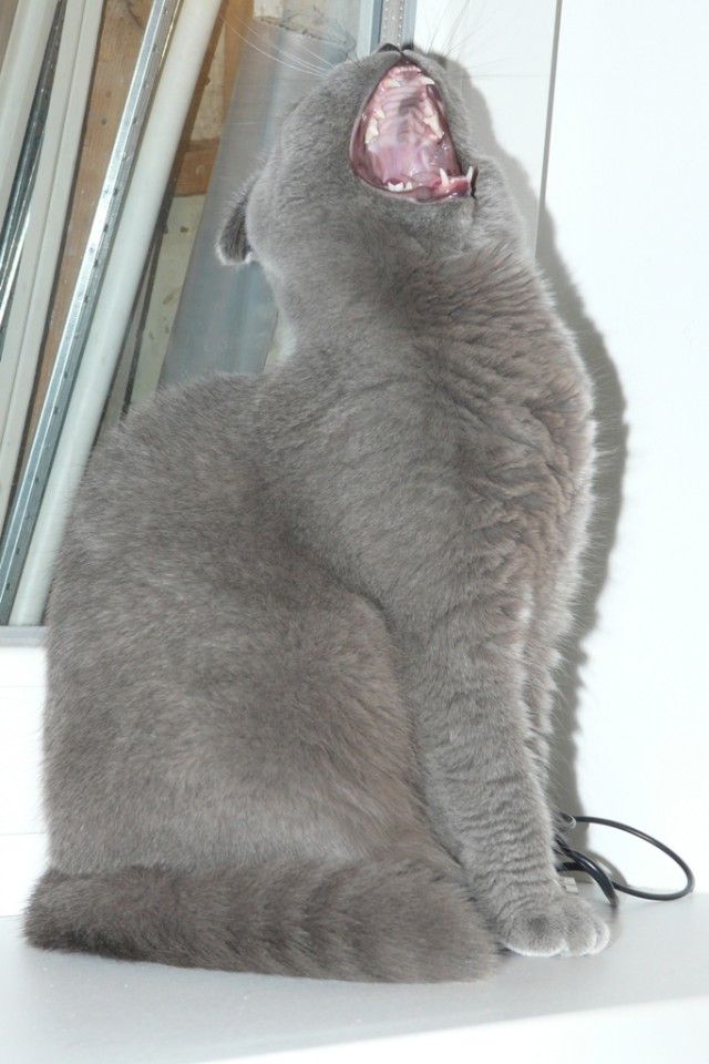 Котовторник! 13.03.2012
