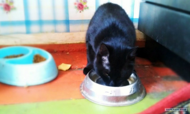Котовторник 22.05.2012