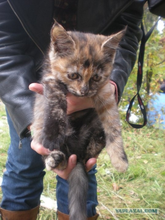 В нашем доме поселилось Счастье