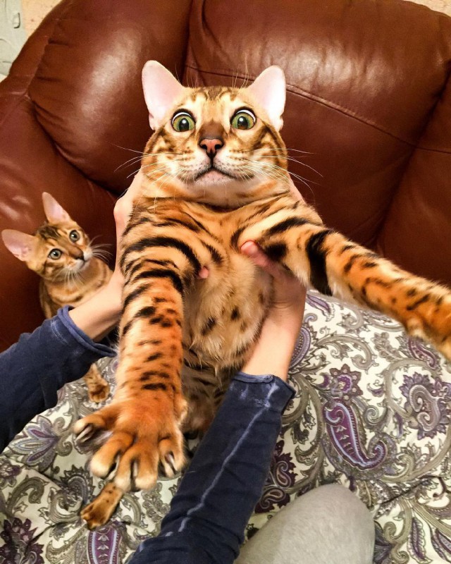 Забавные фото котеек