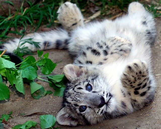 Дикий котовторник