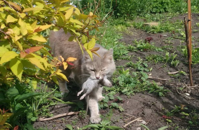 Котовторник  06.08.2019