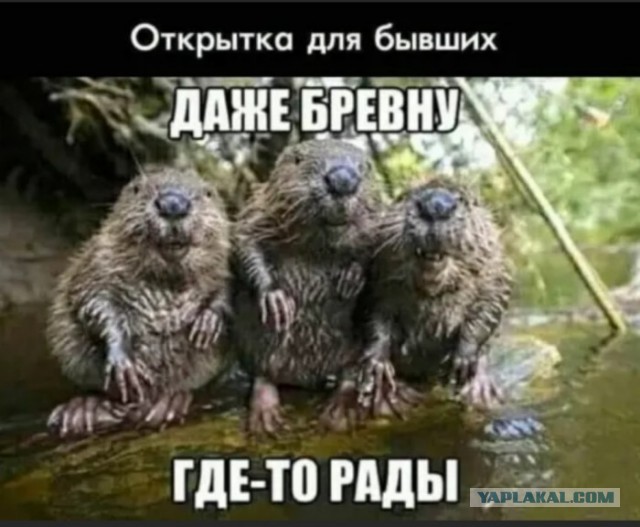 Мужскую жадность выдумали женщины, которым нечего предложить взамен