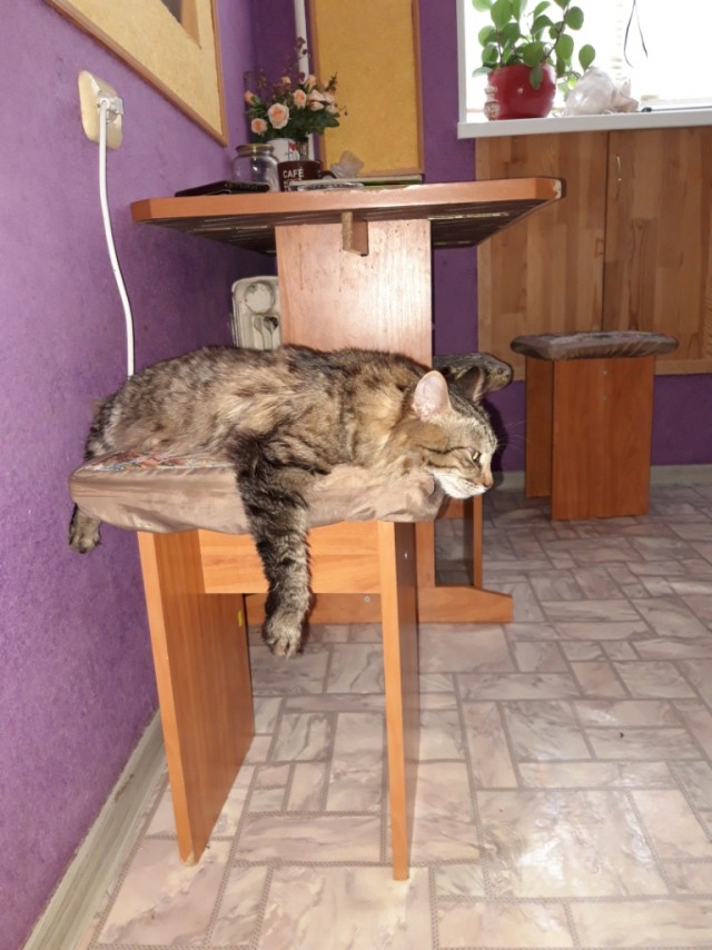 Живность из сети