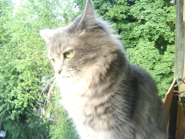 Котики