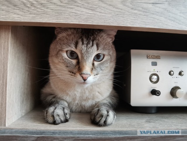 Котейка. Позитива пост. Эволюция?