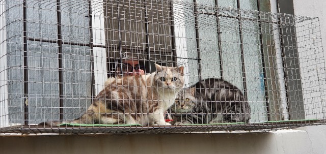 Освоение котейкой нового предмета в доме