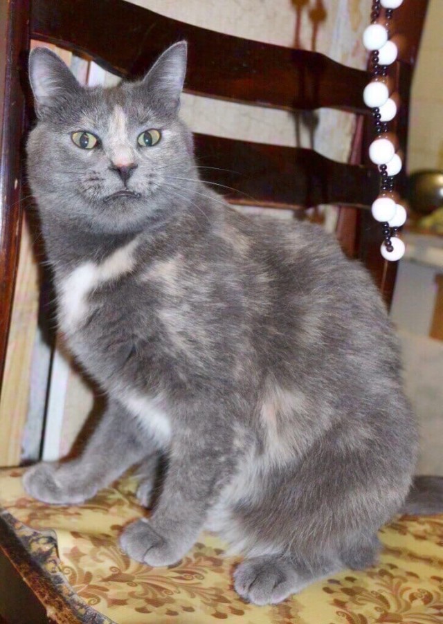 Эти забавные животные
