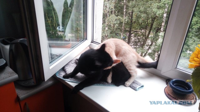 Что за зверь?