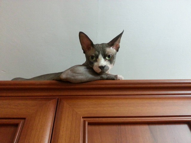 Маркиз