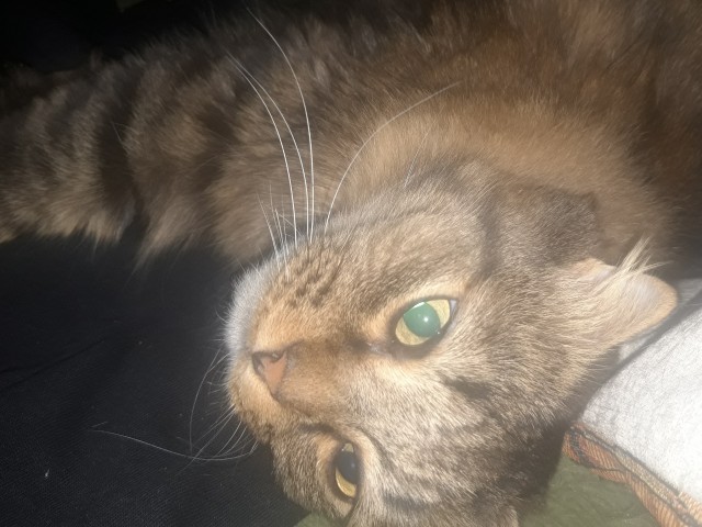 Котовторник. Добавляйте своих