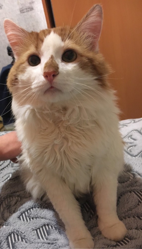 Котовторник!