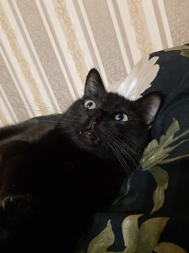 Солнце котовторника уже встало, Господа!