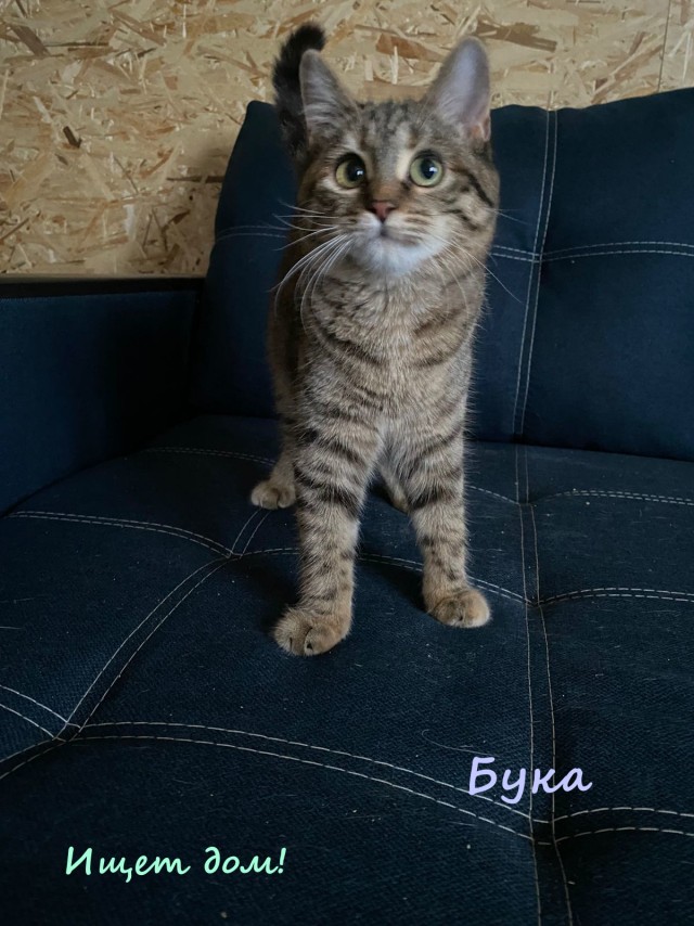 Жизнь домашнего приюта "Котоленд" 320