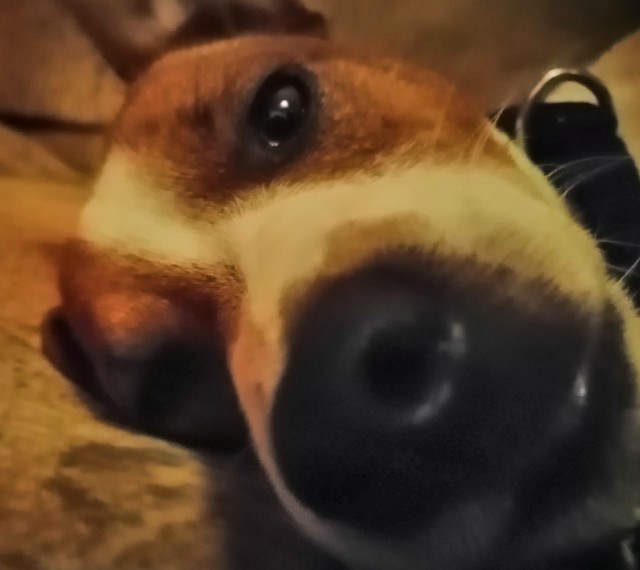 Нос