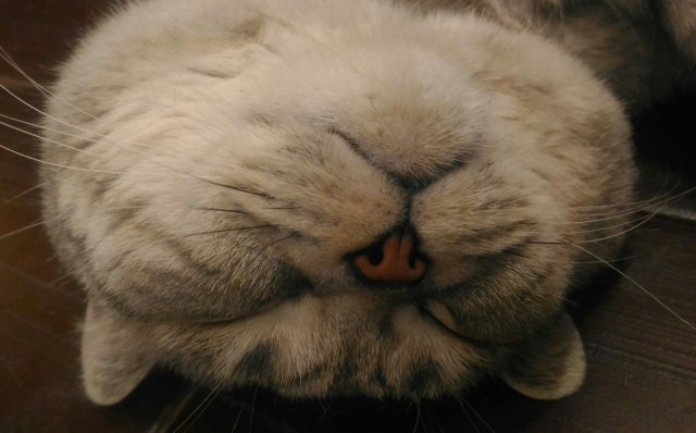Коты. Филя, Пуся, Вася