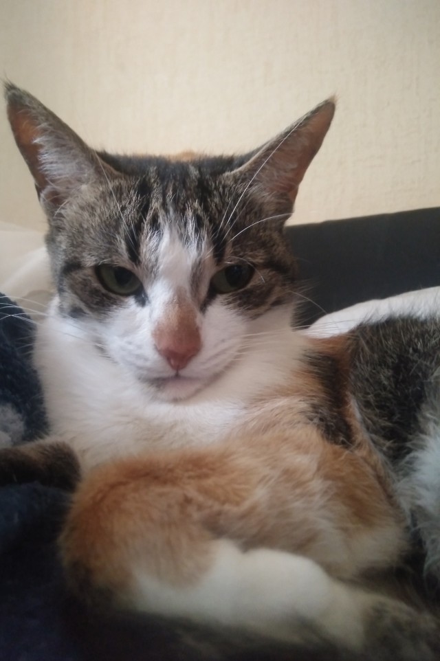 Ура! Котовторник.