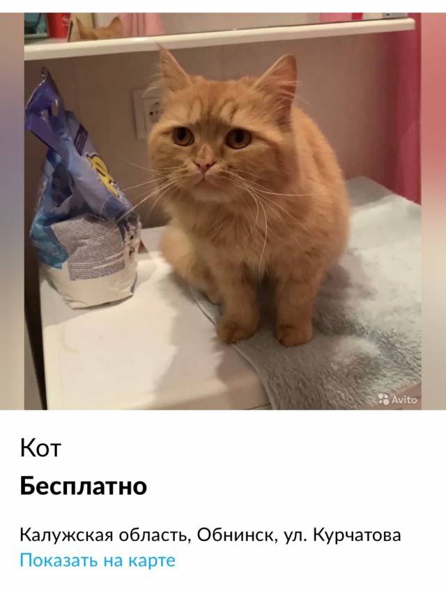 Очень грустный кот!