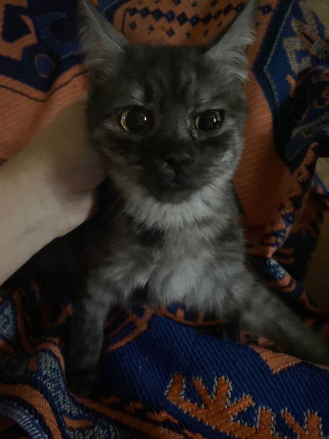 Жизнь домашнего приюта "Котоленд" 357