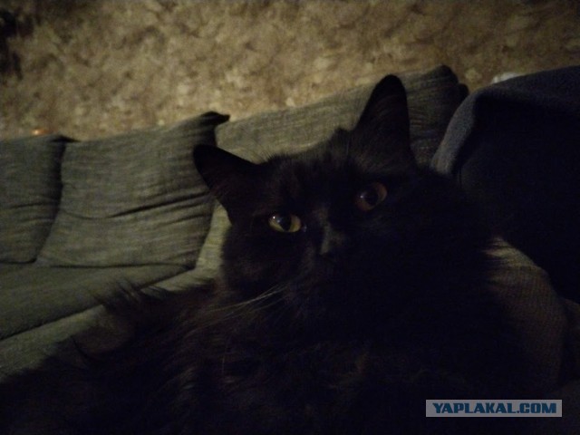 Чёрные коты не такие