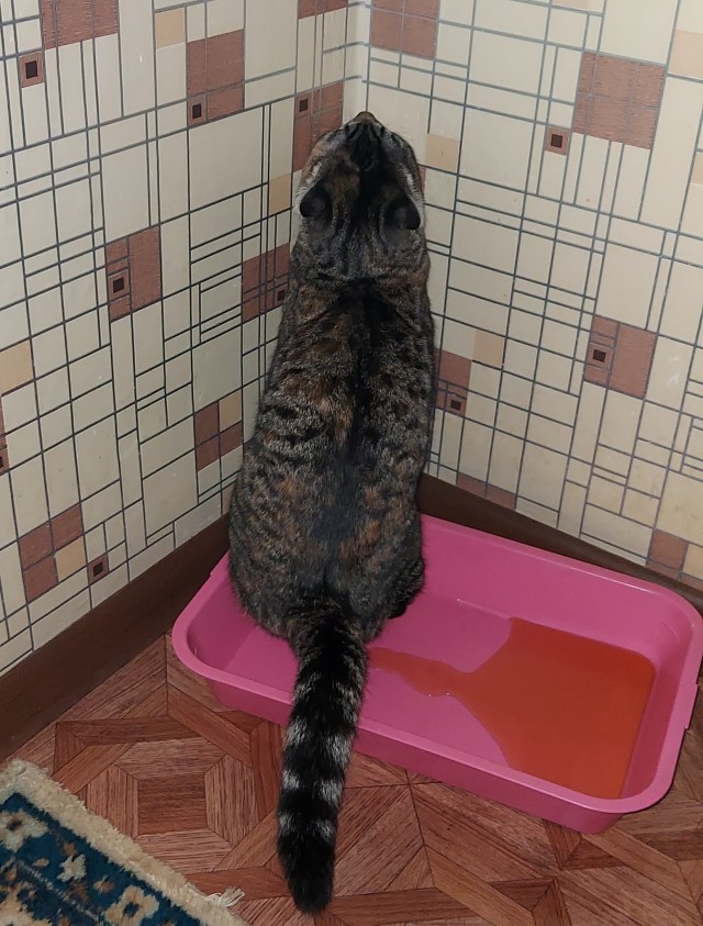 Котовторник