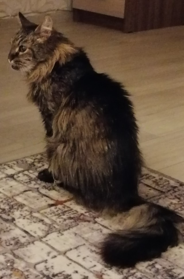 Я опять кота нашёл