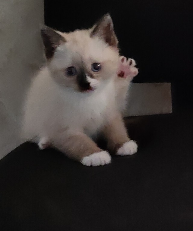 Котовторник