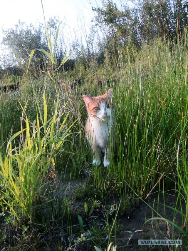 Котовторник 30.04.2013