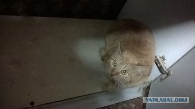 Котенок с приюта