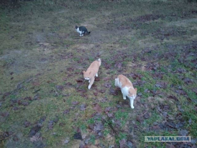 Жизнь домашнего приюта для котеек 476