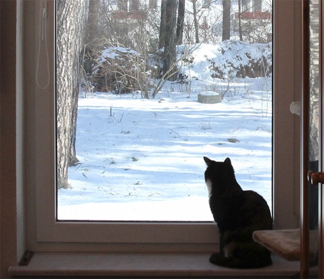 Котовторник  07.05.2013