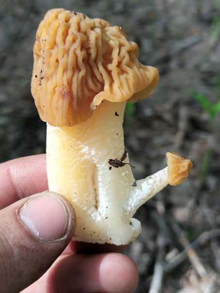 А у нас в Рязани сморчки не только с глазами⁠⁠