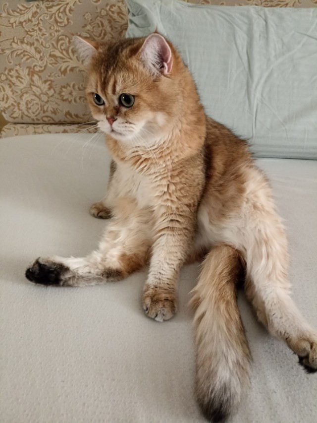 Подборка котов, нашедших свой дом