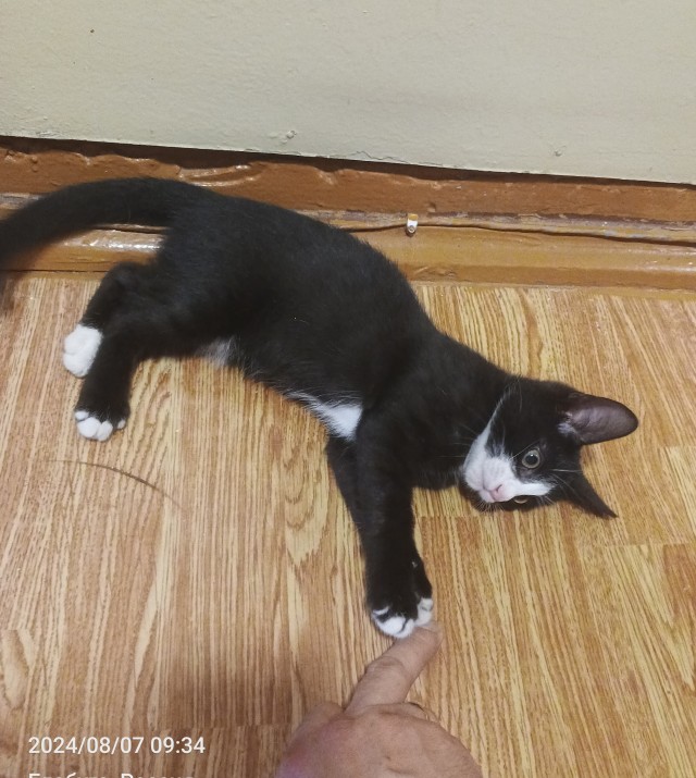 С Котовторником!