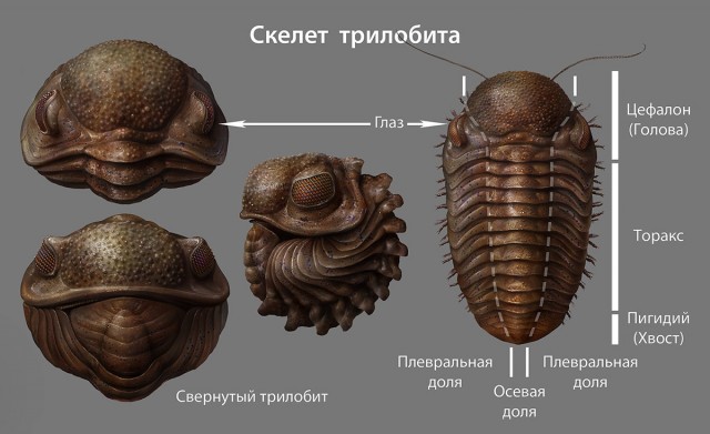 Чудище морское