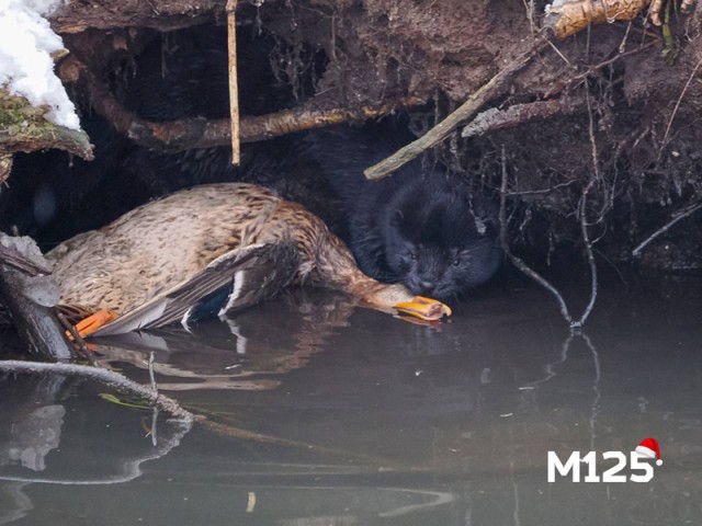У Яузы поселилась норка, которая позирует на фото и охотится за местными утками