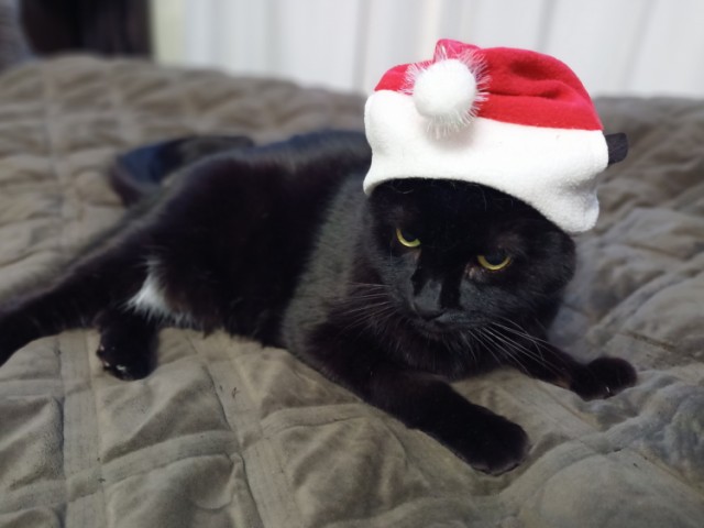 Котовторник 31.12.2024. Последний котовторник года