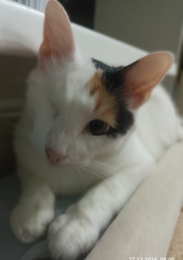 Котовторник 31.12.2024. Последний котовторник года