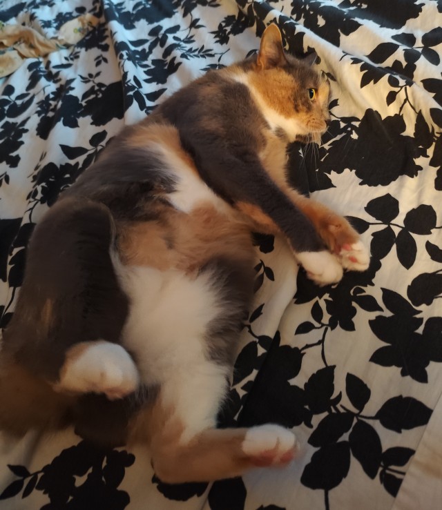 Мой кот