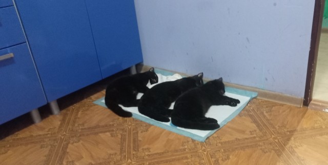 Отчекрыжили