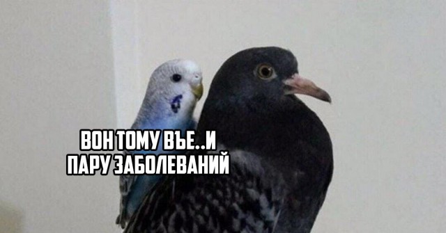 Летающие крысы