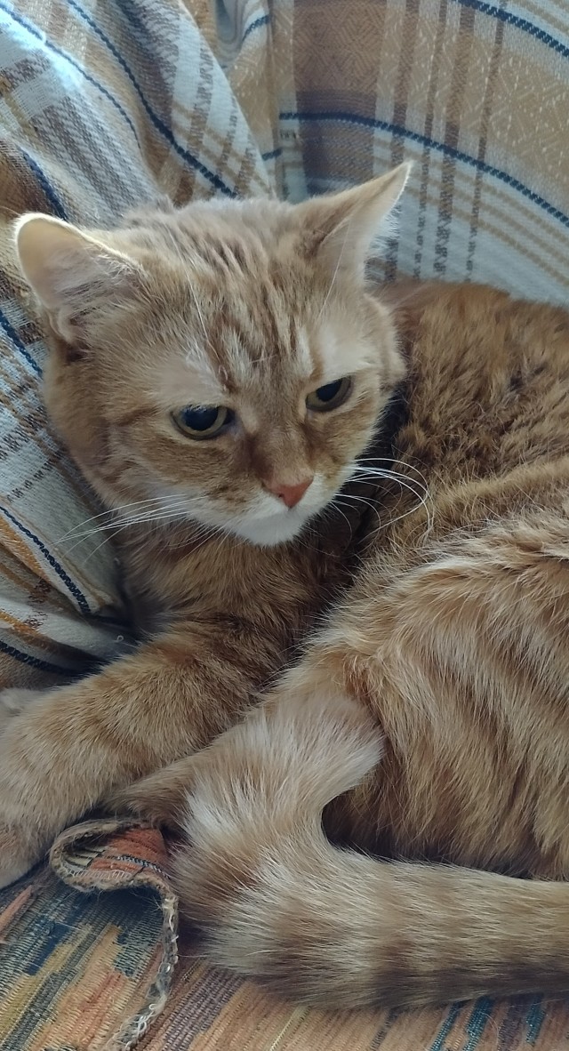Принимайте в ряды которабов