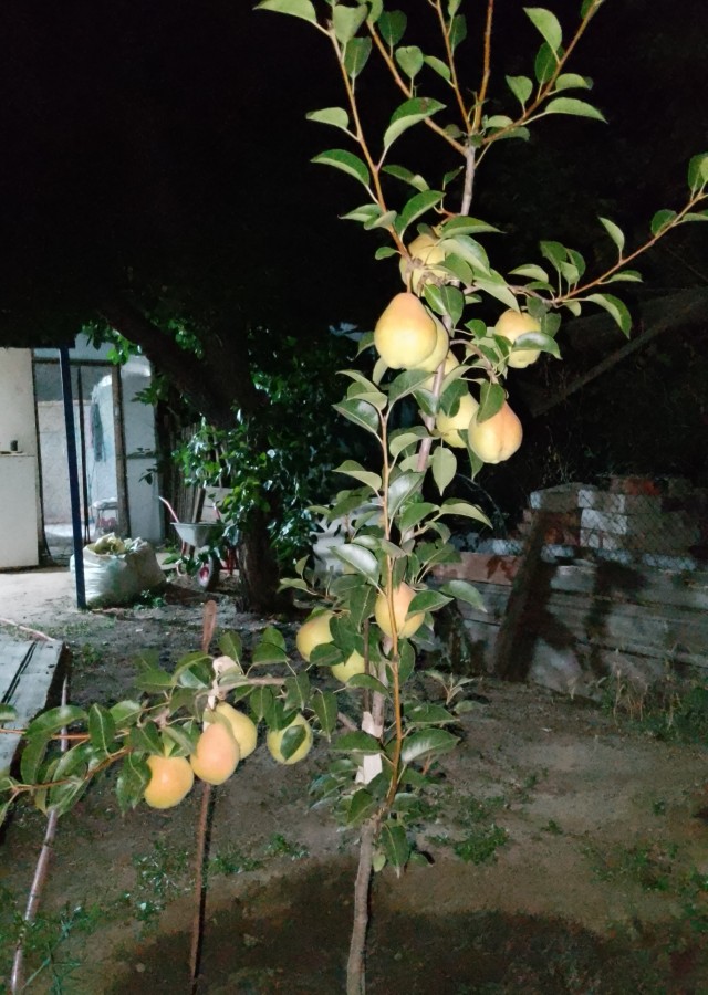 Поспели груши..