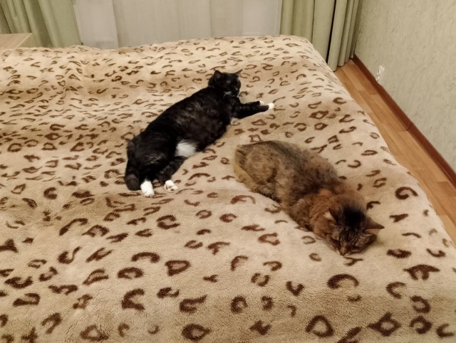 История одного котенка