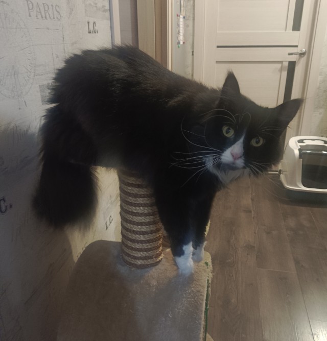 Хвостище к котовторнику