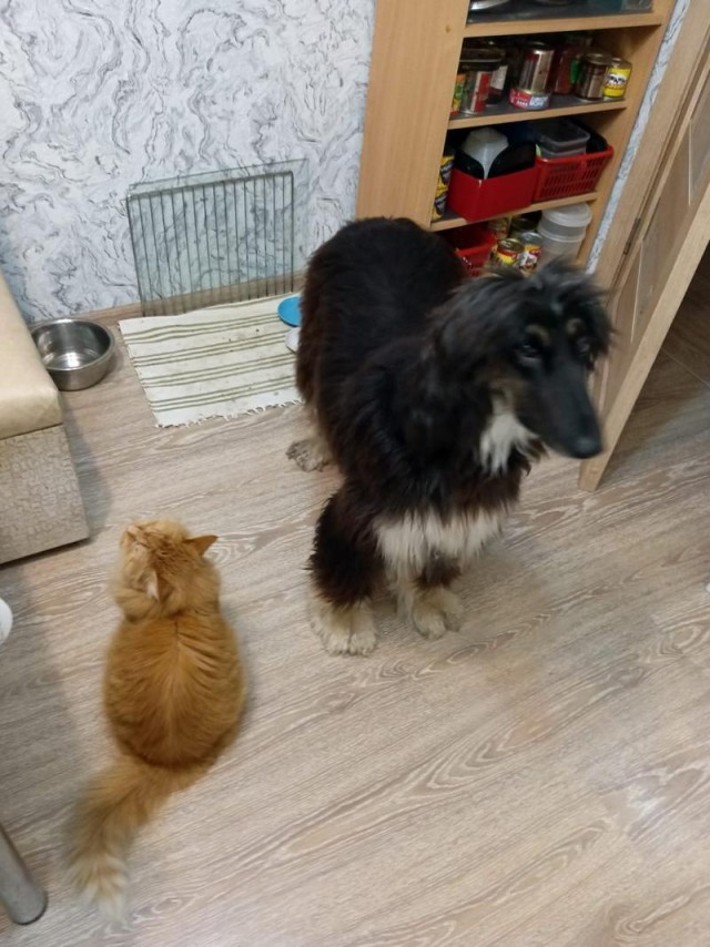 Ну все таки котовторник...