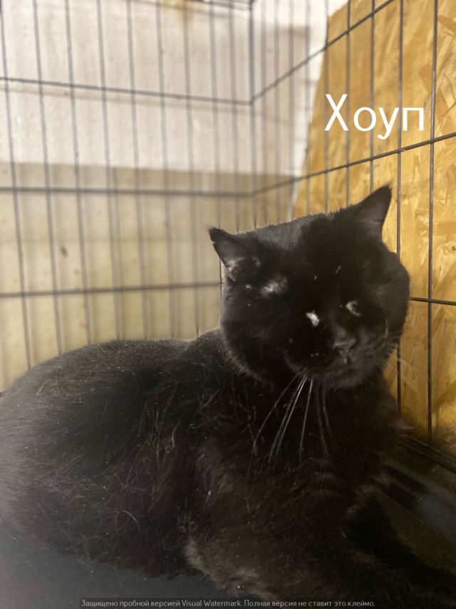 Жизнь домашнего приюта "Котоленд" 535